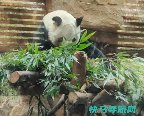 成都动物园值得去吗？有哪些动物？